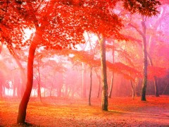 【红叶季】＜孟屯河谷米亚罗奶子沟彩林环线三日游＞红叶精选路线 赠送篝火晚会