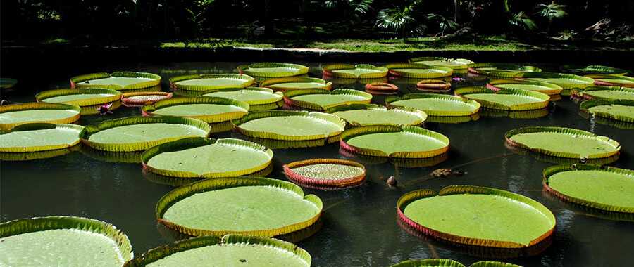 庞普勒斯植物园.jpg