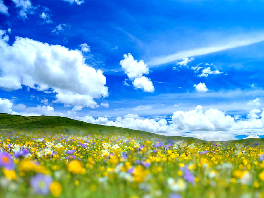 俄么塘花海 (1).jpg