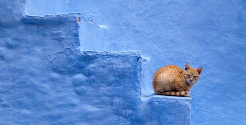 摩洛哥蓝城——舍夫沙万 建筑与猫