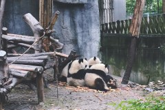 【寻味都熊】＜都江堰熊猫基地一日游＞品质出游 川菜体验